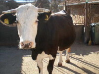 Vaca baltata si albina carpatina, exemplare extraordinare pe care Romania le pierde din nepasare