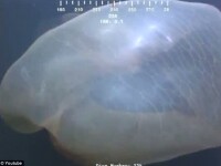 Descoperire la 5200 de metri adancime. O camera a unui submarin a surprins un monstru marin. VIDEO