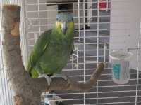 Coco - papagalul vorbitor