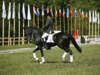 Transylvania Horse Show