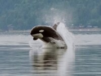 orca, balena ucigasa