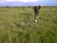 Confruntarea unui turist baut cu un elefant, in Africa. Clipul i-a revoltat pe iubitorii de animale