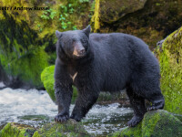 urs negru din Statele Unite