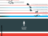 infografic cele mai mortale animale din lume