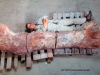 Dinozaur descoperit in Argentina