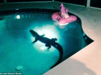 Aligator in piscina