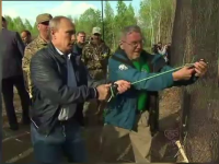 Vladimir Putin a eliberat doi tigri de Amur. Televiziunea nationala a transmis intregul moment