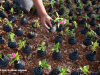 gradina de grenade din palestina