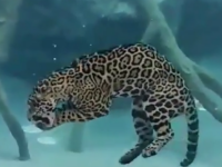 Video viral, urmarit de peste 4 milioane de ori. Un jaguar isi arata talentele inedite in mediul subacvatic