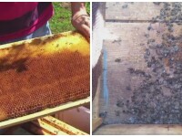 Milioane de albine au fost omorate de insecticidul imprastiat de fermieri. Pe cine dau vina apicultorii pentru dezastru