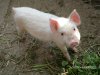 Informatiile pe care trebuie sa le verificam pe eticheta carnii de porc. Ce au descoperit studiile din ultimii ani