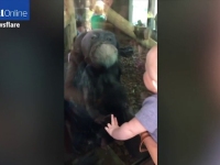 cimpanzeu, bebelus