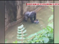 O gorila a fost impuscata dupa ce un baietel a cazut in tarcul animalului, la zoo. Ce a incercat sa faca animalul