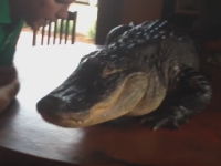 aligator