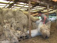 Solutia autoritatilor pentru ca lana sa nu mai fie aruncata la gunoi de ciobani. Crescatorii de oi spun ca nu ajuta la nimic