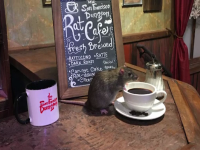 Un local le ofera clientilor un partener inedit de baut cafeaua. Este vorba despre animale rozatoare