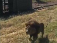 Un bărbat a fost atacat de un leu într-o rezervație. Scena de groază a fost filmată