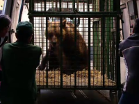 Ursoaica Pamela, eliberată în rezervaţia de la Zărneşti, după 28 de ani de captivitate