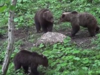 Ministerul Mediului va da liber la uciderea urșilor din păduri. Ecologiștii sunt scandalizați