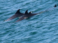 delfini in stramtoarea Kerci din Crimeea