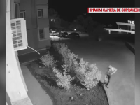 Hoț surprins de camerele de supraveghere, furând flori din grădina unui medic constănțean