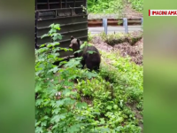 Proprietarii cabanelor de pe Transfăgărășan, asaltați de urșii care caută mâncare