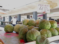 Preţuri mari la soiurile timpurii de varză. Culturile au fost afectate în primăvară