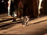 O pisică a ”defilat” pe catwalk, la o prezentare Dior. Ce a făcut cu rochia unui model