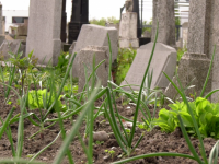 Cimitir transformat în grădină