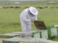 apicultor