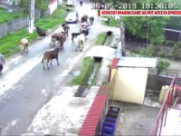Dosar penal în Dâmbovița, după ce 3 vaci au fost electrocutate. „A început să tremure”