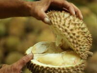 durian