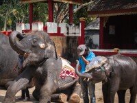 Ce a pățit un elefant forțat să danseze pentru amuzamentul turiștilor. - 1