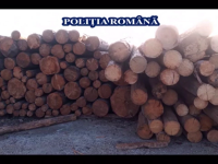 Percheziții de amploare în mai multe județe din țară într-un dosar de tăieri ilegale de arbori
