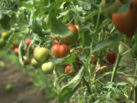 Programul Tomata se ofilește. ”Nu mai cultivăm roșii, că muncim degeaba”