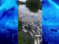 Fenomen neobișnuit. Mii de pești morți în mai multe râuri din Iași