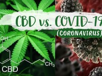 (P) Canabisul Medical Reduce Infectarea cu Coronavirus? Studiu realizat în Alberta