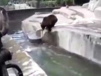 polonez lupta cu ursul la zoo