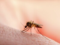 Poți lua coronavirus dacă te mușcă un țânțar?