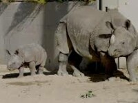 pui rinocer san diego zoo