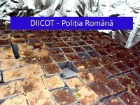 Cultură impresionantă de canabis, descoperită în Galați. Traficanții, prinși dintr-o greșeală