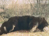 Anchete după uciderea ursului Arthur. Cât zile pe an muncește prințul acuzat de braconaj în România