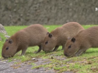 Primii pui de capibara, născuți în ultimii 6 ani în captivitate, au explorat în premieră Grădina Zoologică din Berlin