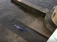 O balenă de mici dimensiuni a rămas blocată în râul Tamisa