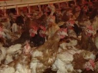 Gripa aviară a dus la interzicerea vânzării păsărilor vii pentru o lună. Care sunt excepțiile