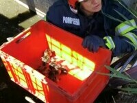 Boboci de rață sălbatică, salvați de pompieri dintr-un canal, la Iași