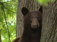 Ședință foto inedită în SUA. Un urs ieșit la plimbare prin oraș a pozat liniștit într-un copac