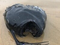 Un peşte monstru, care trăieşte în ape adânci ale oceanului, a fost găsit pe o plajă din California. GALERIE FOTO