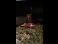 Un sucevean a filmat un urs în timp ce-i mânca vițelul. Animalul ar fi ucis până acum 5 vite VIDEO
