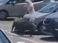 Video. O femeie a fost atacată de mistreţi în parcarea unui supermarket din Roma